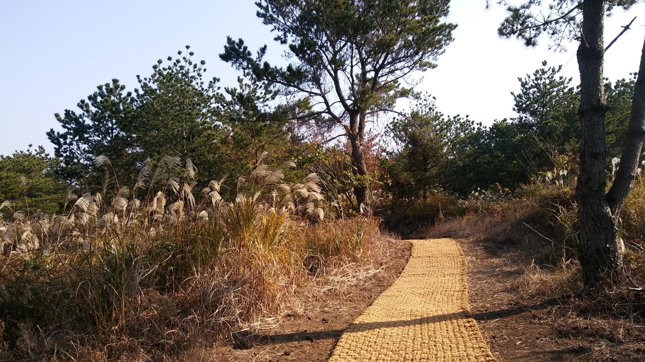 Jeju Youth Hostel Dış mekan fotoğraf